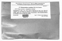 Marasmiellus candidus image
